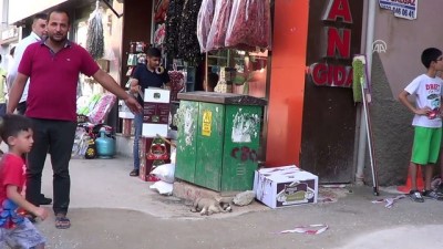 Açlıktan Baygın Düşen Köpek Yavrusuna Zabıta Sahip Çıktı