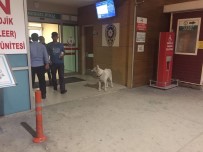 DINLER - Sahibini Hastane Kapısında Bekleyen Köpek Çalındı