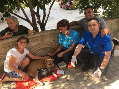 Su Borusuna Sıkışan Yavru Köpekler Kurtarıldı