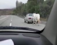 Vicdansızlık Açıklaması Atı Otomobilin Arkasına Bağladı