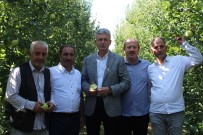 TARIM İLACI - 26. Yeşil İhsaniye Elma Festivali Başladı