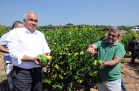 CEZERYE - Başkandan Cezeryeli İhracatlık Limon Kesimi