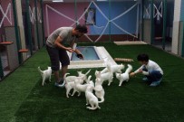 ÖLÜM TEHLİKESİ - Bu Villa Van Kedilerine Özel