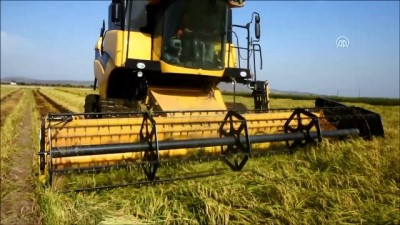 Çeltikte Yüksek Verim Üreticiyi Sevindirdi