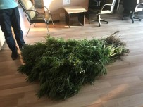 PAYAS - Uyuşturucu Operasyonu Açıklaması 3 Gözaltı