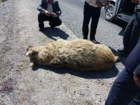 TENDÜREK DAĞI - Aracın Çarptığı Ayı Telef Oldu