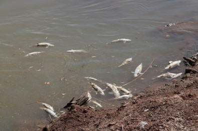 Kızılırmak'taki Balık Ölümleriyle İlgili İnceleme Başlatıldı