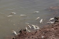 KARAKıZ - Kızılırmak'taki Balık Ölümleriyle İlgili İnceleme Başlatıldı