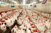 TAVUK YUMURTASI - Kümes Hayvancılığı Üretimi İstatistiklerini Açıkladı