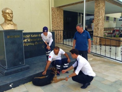 Önce Korktular Sonra Yarasını Sardılar