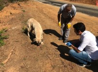 KIŞ MEVSİMİ - Osmangazi, Can Dostlara Sahip Çıkıyor