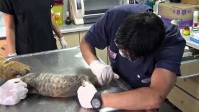 (Özel) Yedinci Kattan Düşerek Yaralanan Kediyi Kurtarma Seferberliği Kamerada