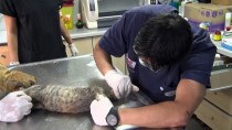 HAYVAN SEVGİSİ - (Özel) Yedinci Kattan Düşerek Yaralanan Kediyi Kurtarma Seferberliği Kamerada