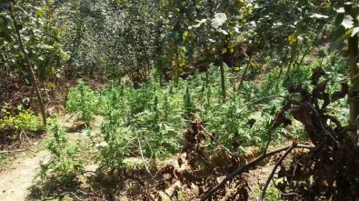 Sakarya'da Uyuşturucu Operasyonu