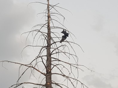 Ağaçta Asılı Kalan Kargayı İtfaiye Kurtardı