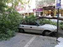 FUZULİ - Malatya'da Şiddetli Fırtına Ağaçları Devirdi