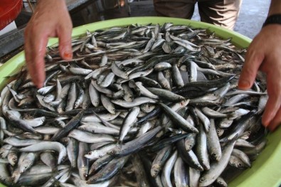 Sağlık Kaynağı Balığı Tüketme Zamanı