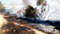 MAKİLİK ALAN - Aydın'da Ormanlık Alan Yandı