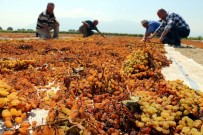 TARIŞ - Tariş Üzüm Alım Avans Fiyatını Artırdı