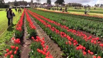 EBRU SANATı - Avustralya'da Lale Festivali