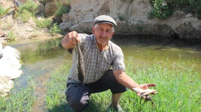 Mersin'de Balık Ölümleri
