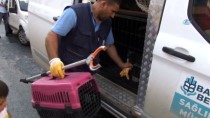 TELSIM - (Özel) Nesli Tükenmekte Hint Balıkçıl Kuşu, Başakşehir'de Bir Eve Girdi