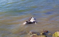 İNTERNET MEDYASI - Denizde Bulunan Eşekle İlgili Flaş Gelişme