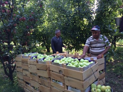 'Elmanın Başkenti' Eğirdir'de 300 Bin Ton Üzeri Rekolte Beklentisi