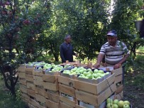 PINK - 'Elmanın Başkenti' Eğirdir'de 300 Bin Ton Üzeri Rekolte Beklentisi