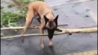 Kuzey Carolina Valisi Cooper Açıklaması 'Fırtına En Tehlikeli Seviyeye Ulaştı'