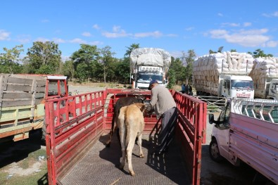 Erzincan'da Genç Çiftçilere Büyükbaş Hayvan Dağıtımı Yapıldı