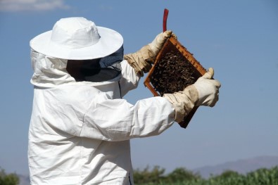 İklim Değişikliği Arıları Etkiledi, Bal Üretimi 5 Kat Düştü