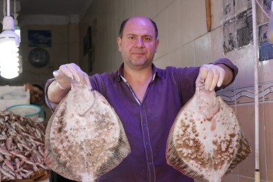 Karadeniz'de  'Palamut' Ve 'Kalkan Balığı' Bereketi