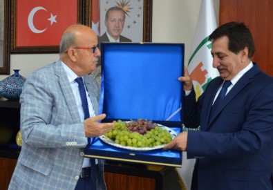 Valiye Çinide Üzüm