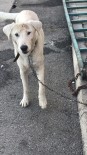 SOKAK KÖPEĞİ - Altındağ Belediyesinin Şefkatli Eli Bir Sokak Köpeğini Daha Kurtardı
