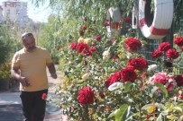 DÜĞÜN FOTOĞRAFI - Bataklık Olan Alanı Atatürk Sevgisi Sayesinde Botanik Bahçesine Dönüştürdü