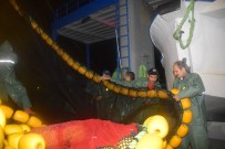 BOSTANCı - 820 Kasa Hamsi Tuttular