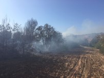 BÜYÜKDERE - Hatay'da Orman Yangını
