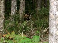 ÇAKAL - Kazdağları'nda Boz Ayı Heyecanı