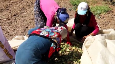 Adıyaman'dan Badem İçin Coğrafi İşaret Tescili Başvurusu
