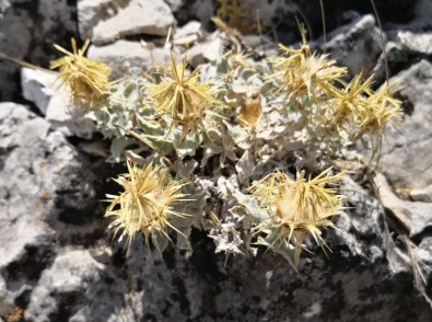 Akdeniz'e Özgü Yerel Bir Endemik Bitki Türü Keşfedildi