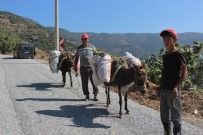 ARAÇ KULLANMAK - Aydınlı Üreticiler At Ve Eşeklerden Vazgeçemiyor