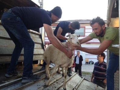 Tosya'da Genç Çiftçilere 96 Koyun 6 Koç Dağıtıldı