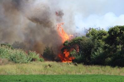 Antalya'daki Orman Yangını Ucuz Atlatıldı