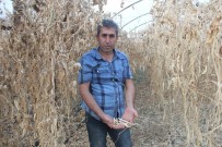 Susuz Kalan Ürünler Dalında Kurudu, Sulama Kanalı Sorumlusu İsyan Etti