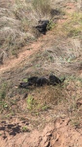Bolu'da Yavru Köpekleri Tüfekle Vurdular