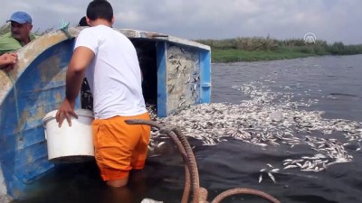 Hatay'da Balık Ölümleri