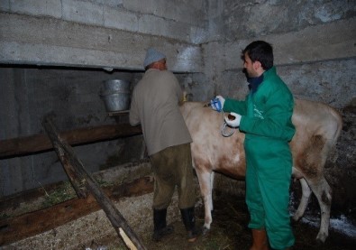 Trabzon'da Şap Hastalığına Karşı 132 Bin 576 Büyükbaş Hayvan Aşılanacak