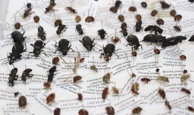 10 Yılda 100 Bin Böcek Toplayarak 'Böcek Müzesi' Yaptılar
