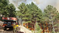 Adana'da Orman Yangını Haberi